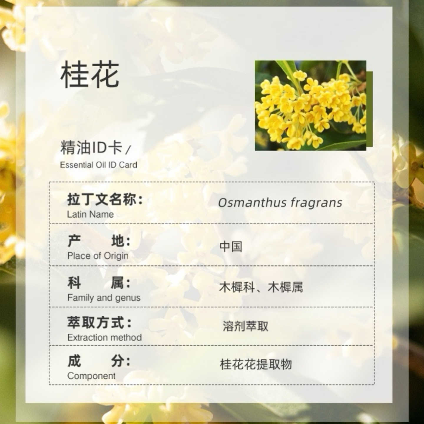 OZSPA桂花精油